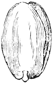 Fig. 36. — An Almond out of its shell with the thin seed-coat removed: the whole embryo, a plump oval of two thick seed-leaves on a very short radicle at the lower end.