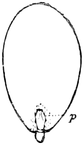 Fig. 37. — The Almond embryo with one seed-leaf pulled off, showing the inside face of the other and the little plumule, p, at the base beside the radicle.