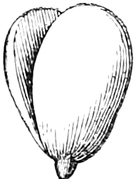Fig. 38. — The embryo of a Cherry, its two very thick seed-leaves a little separated above a short, pointed radicle.