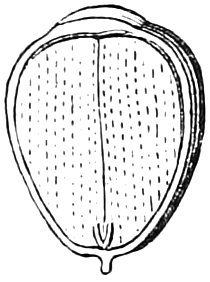 Fig. 40. — An acorn cut through lengthwise: the kernel is a pair of very thick seed-leaves filling the shell, with the very small, short radicle at the bottom.