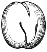 Fig. 42. — A pea with its seed-coat taken off after soaking: the thick seed-leaves make a little ball, with the stout radicle on the side facing the eye.