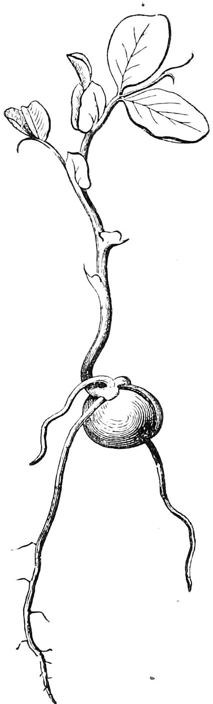 Fig. 43. — A pea plantlet: the seed stays in the soil while the plumule rises as a strong shoot with small scale-like leaves low down and real leaves above, and roots go down from the radicle.