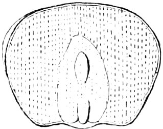 Fig. 44. — A grain of Indian Corn cut through flatwise: the dotted meal or albumen fills most of it, with the embryo lying against it at the lower middle.
