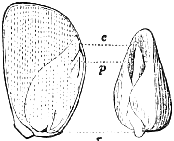 Fig. 45. Fig. 46. — At left (45) a grain of Indian Corn cut through the middle across its thickness, the embryo showing along one side; at right (46) an embryo taken out whole, set to match, with dotted lines marking the seed-leaf, c, plumule, p, and radicle, r.