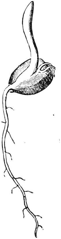 Fig. 47. — A sprouting grain of Indian Corn: a slender pointed shoot rising from the grain and a long, branching root going down from its base.