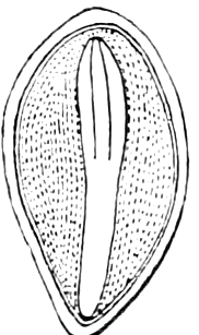Fig. 49. — A Pine-seed divided lengthwise and magnified: the long, straight embryo lies in the middle of the dotted albumen, its bundle of seed-leaves uppermost.