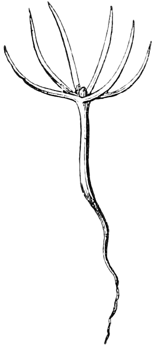 Fig. 50. — The Pine embryo coming up from the seed: a slender stemlet topped by a circle of six needle-shaped seed-leaves.