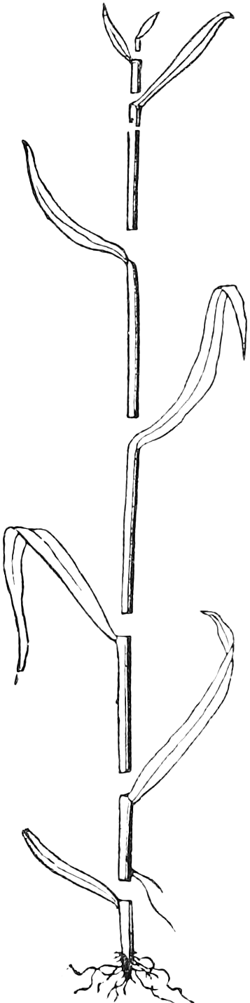 Fig. 51. — A diagram of the simple stem of Indian Corn pulled apart into its joints, each short piece of stem bearing one long, narrow leaf from its top, with roots at the base.