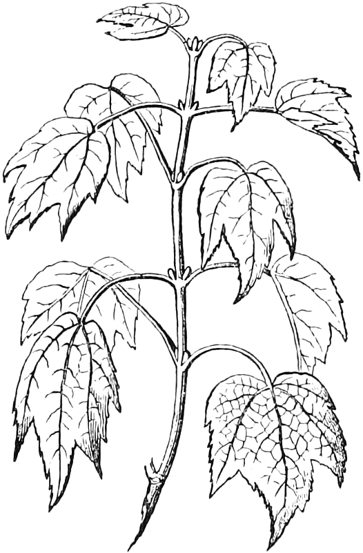 Fig. 53. — A leafy twig of Red Maple with its lobed, toothed leaves in opposite pairs, the axillary buds opposite like the leaves and a terminal bud on the summit.