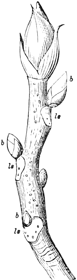 Fig. 55. — A similar winter shoot of Hickory: a pointed, scaly terminal bud, and single axillary buds, b, above leaf-scars, l s, alternating from side to side.