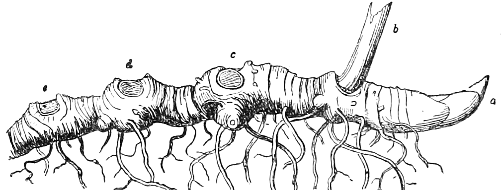 63. Solomon's-Seal. — A thick, ringed rootstock of Solomon's Seal with fibrous roots beneath: the pointed bud, a, this season's stalk, b, and the round seal-like scars of earlier stalks, c, d, e.