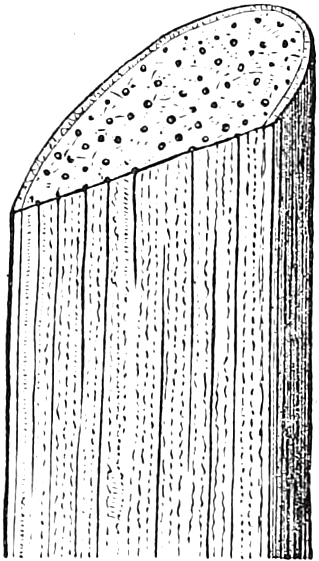 Fig. 77. — A piece of Corn-stalk cut across at the top and split lengthwise: the cut ends of the woody threads show as scattered dots, and down the side as long fine lines.