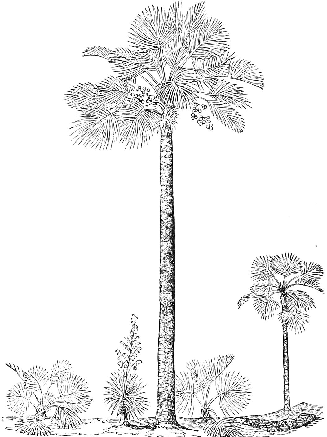 79. Palmettos of various ages, and a Yucca, y. — A tall Palmetto with a straight, branchless trunk crowned by a tuft of fan-shaped leaves and hanging fruit, a smaller one behind, low young palmettos, and a Yucca in flower.