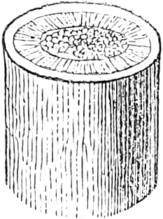Fig. 80. — A short piece of Flax-stem, magnified and cut across at the top, showing the bark outside, a ring of wood, and the pith in the centre.