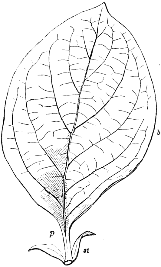 Fig. 82. — A Quince-leaf with its oval, net-veined blade, b, a single midrib running from base to point, its short footstalk, p, and a pair of small leaf-like stipules, st.