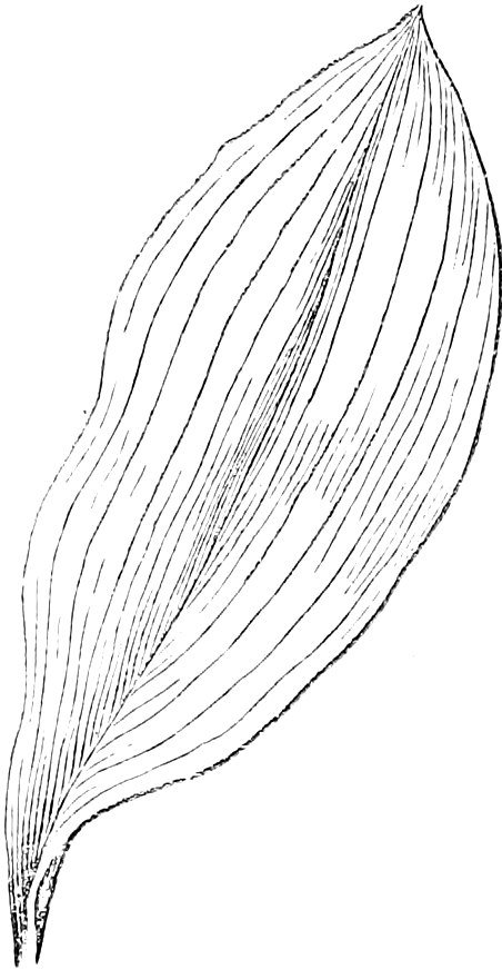 Fig. 85. — A Lily of the Valley leaf, long and pointed, its many fine nerves running side by side without branching from the base to the point.