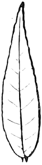 88. Lance-shaped. — Outline of a narrow leaf much longer than wide, tapering to a sharp point above and more gently below, with fine veins off the midrib.