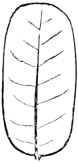 89. Oblong. — Outline of a leaf two or three times longer than broad, with nearly straight parallel sides and rounded ends, feather-veined.