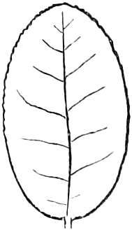 90. Oval. — Outline of a broad leaf with a smooth, flowing elliptical outline, rounded at both ends, feather-veined from the midrib.