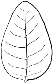 91. Ovate. — Outline of an egg-shaped leaf, broadest towards the lower end and narrowing to a blunt point, feather-veined.