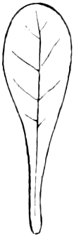 95. Spatulate. — Outline of a leaf rounded at the top and tapering into a long, narrow base, like a spatula.