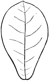 96. Obovate. — Outline of an egg-shaped leaf with the narrow end at the bottom, broad and rounded above, feather-veined.
