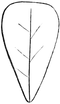 97. Cuneate or Wedge-shaped. — Outline of a leaf broad and rounded at the top, its sides narrowing in straight lines down to a point at the base, like a wedge.