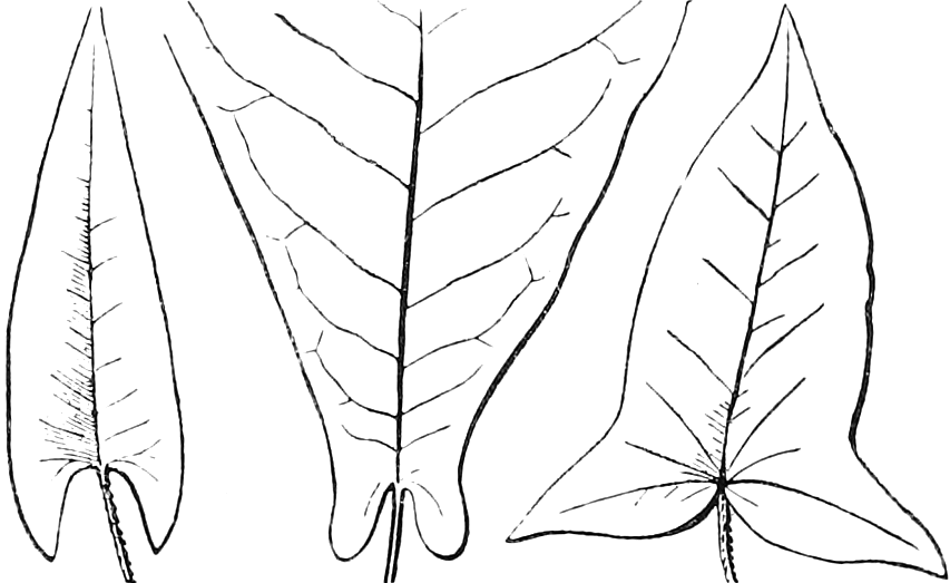 100. 101. 102. Arrow-shaped. Auricled, or eared. Halberd-shaped, or hastate — One block of three leaves: at left, 100, a narrow arrow-shaped leaf with pointed lobes turned back at the base; in the middle, 101, a broad leaf with a small rounded ear on each side of the stalk; at right, 102, a halberd-shaped leaf whose basal lobes point outwards.