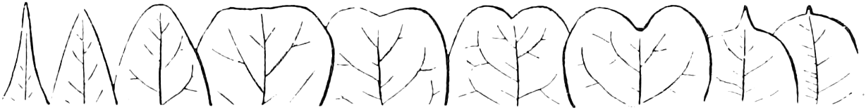Apex of Leaves: 105 Pointed. 106 Acute. 107 Obtuse. 108 Truncate. 109 Retuse. 110 Notched. 111 Obcordate. 112 Cuspidate. 113 Mucronate. — A row of nine leaf tips side by side, from a slender tapering point through blunt, squared and notched tips to one with a small sharp point and one with a short weak point.