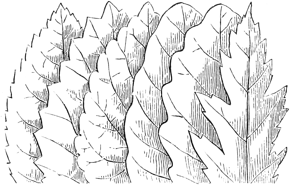 Serrate. Dentate. Crenate. Wavy. Sinuate. Incised or Jagged. — Six overlapping leaf margins, shaded, left to right: saw-toothed, with outward teeth, scalloped, gently wavy, deeply wavy, and cut into deep jagged teeth.