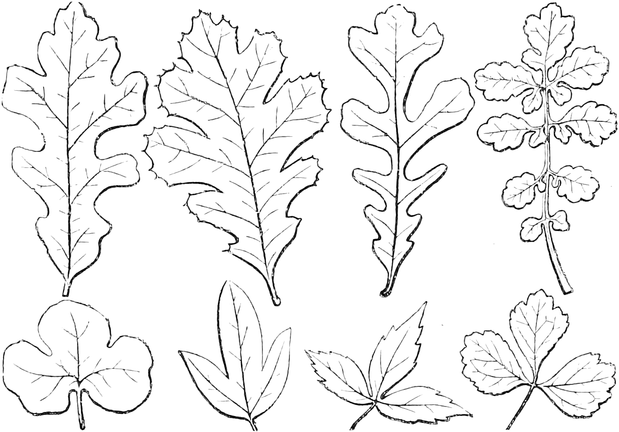 Pinnately: 120, 122, 124, 126. Palmately: 121, 123, 125, 127. Lobed. Cleft. Parted. Divided. — Two rows of four outline leaves: above, feather-veined leaves lobed, cleft, parted and divided towards the midrib (120, 122, 124, 126); below, palmately veined leaves cut the same four ways towards the footstalk (121, 123, 125, 127).