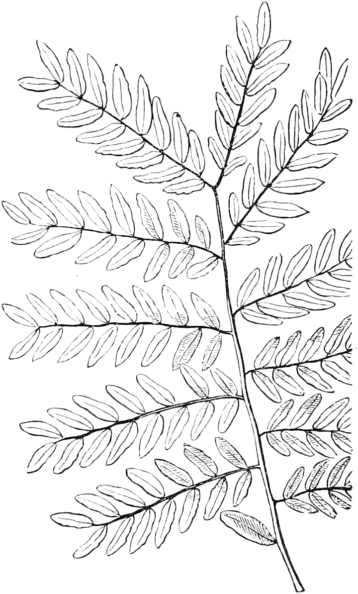 132. A twice-pinnate leaf of Honey-Locust — A long main footstalk bearing side branches in two rows, each branch itself pinnate with many small oblong leaflets.