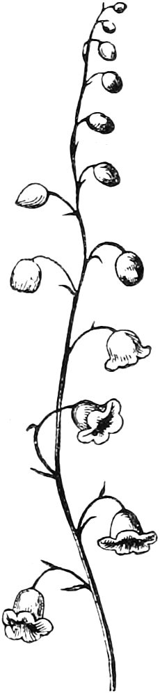 Fig. 140. — A raceme of Lily of the Valley: a curving flower-stalk with nodding bell-shaped flowers on short pedicels, open below and in bud towards the top.