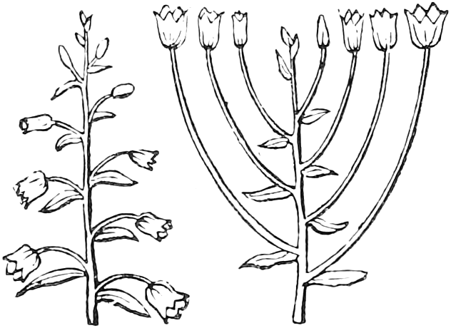 142. Raceme. 143. Corymb. — Left (142), plan of a raceme: nodding flowers on pedicels of equal length along a main stalk, above leafy bracts; right (143), plan of a corymb: long lower pedicels and short upper ones raise the flowers to a flat top.