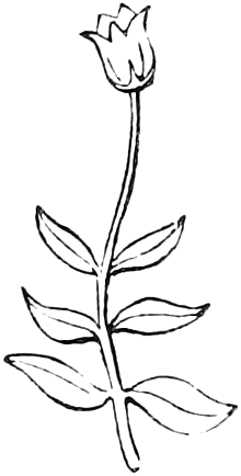 150. Plan of the Cyme. — Plan of a cyme, first stage: a leafy stem ending in a single terminal flower.