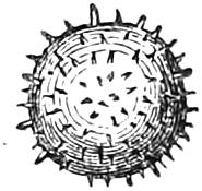 155. Pollen-grain. — A single round pollen grain of Mallow, highly magnified, its surface beset all over with bristly points.