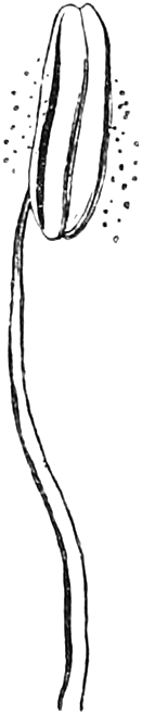 Fig. 159. — The whole stamen of a Lily: a long slender filament bearing a long anther at its top, with pollen scattered beside it.