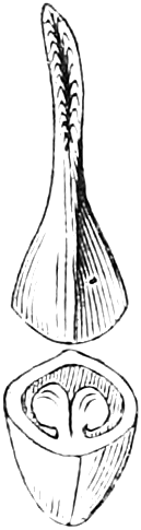 Fig. 161. — A pistil cut in two: above, the tapering style and stigma; below, the ovary cut across, showing the ovules attached inside.