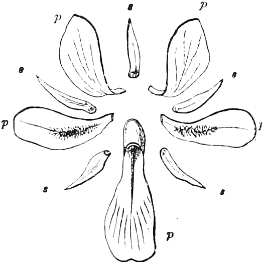 174 Violet. — The parts of a Violet flower laid out separately: five narrow sepals, marked s, and five petals, marked p, the side pair bearded and the lowest one larger and spurred.