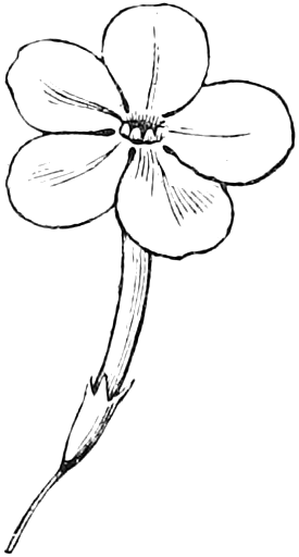 Fig. 180. — A Phlox flower: a slender tube, with the calyx at its foot, spreading suddenly into a flat border of five rounded lobes.