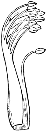 Fig. 186. — The stamens of a Pea: nine joined by their filaments into one curved sheath, and a single separate stamen lying beside it.