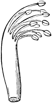 Fig. 187. — The stamens of a Lupine: all ten filaments joined into one curved tube, the anthers standing free at the top.