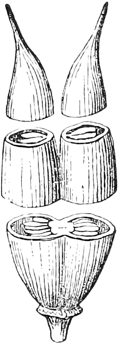 188 Compound Pistils of two and three cells. — Two pistils of a Saxifrage, their ovaries united only part way up, drawn cut across twice: the two free pointed tips, the joined middle, and the two-celled base.