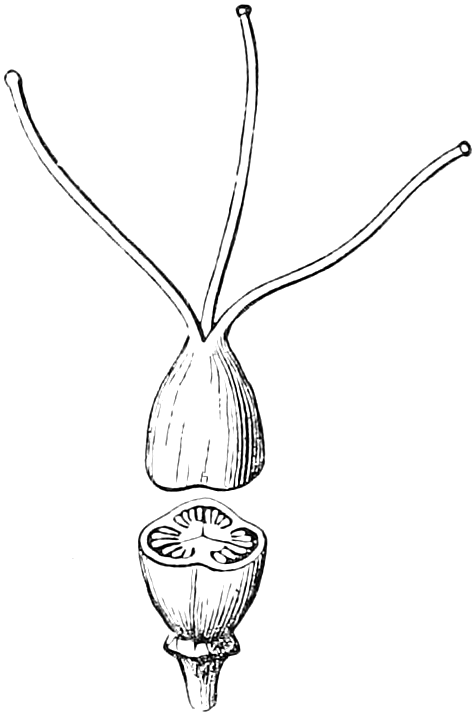 189 Compound Pistils of two and three cells. — The pistil of Common St. John's-wort: a single ovary with three separate slender styles, and below it the ovary cut across, showing three cells.