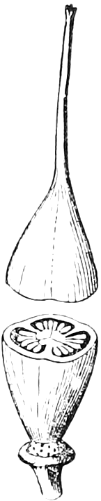190 Compound Pistils of two and three cells. — The pistil of Shrubby St. John's-wort: the three styles grown together into one, and below it the ovary cut across, showing its three cells.