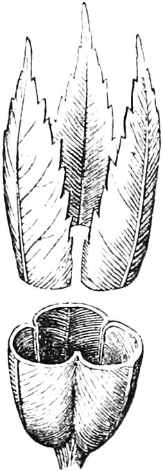 192 One-celled compound ovary, with placentas parietal. — A diagram of three toothed leaves standing side by side, and below them the same leaves joined by their edges into a three-sided ovary.