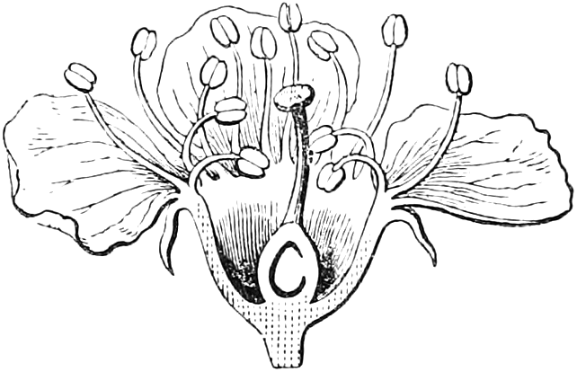 193 Half of a Cherry-blossom. — A Cherry flower cut through lengthwise: the petals and the many stamens growing from the rim of the cup of the calyx, with the single pistil standing free in the bottom.