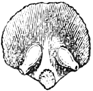 Fig. 196. — The upper side of a young scale from a Larch-cone at flowering-time, finely ribbed, with two ovules lying on its face near the bottom.