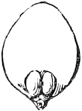 Fig. 197. — The same Larch scale grown larger, drawn in outline, the two ovules at its base swelling into seeds.