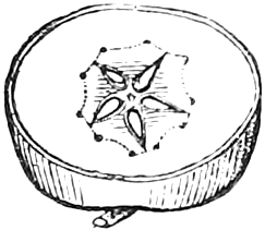 Fig. 200. — An apple cut across: a round slice showing the five cells of the core in a star, ringed by a circle of dots.